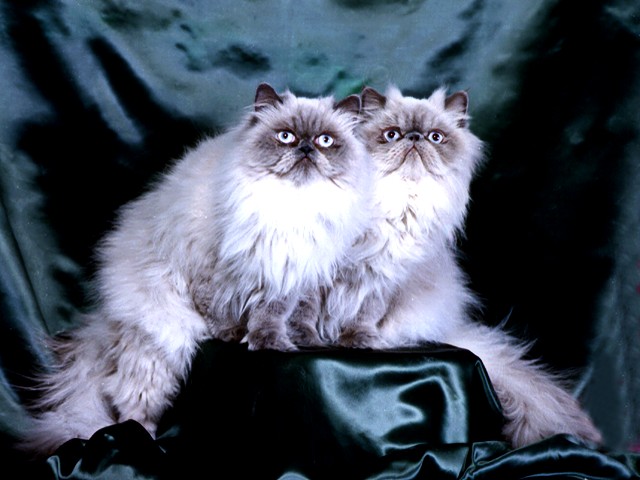 Pastsy and Reginald